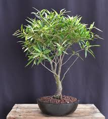 Image result for Brazzeia soyauxii