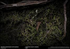 Maybe you would like to learn more about one of these? Yes Rattlesnakes Can Climb Trees This Is Normal Rattlesnake Solutions