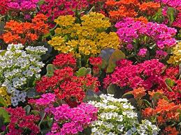 Image result for Kalanchoe blossfeldiana
