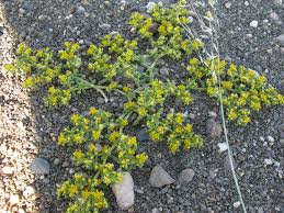 Image result for Zygophyllum cuneifolium