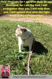 Happy Sunday From Https Www Tailsofkalima Com Tails Of Kali Ma Is For Cat Lovers Everywhere Kali Ma Is The Story Therapy Cat Frontline Plus For Cats Cats