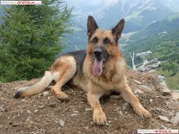 Des milliers de fond d'écran gratuits en haute qualité couvrant de multiples thêmes bienvenue sur fond ecran magique. Fond D Ecrans Gratuits Chiens Berger Allemand Fonds D Ecran Gratuits Robinsnestfurnitureandmore Com