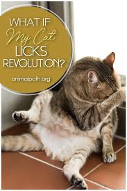 Pin On Cat Care Tips