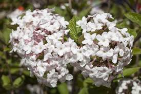 In alkaline conditions the same plants would have pink flowers. 10 Great Shrubs That Bloom With White Flowers