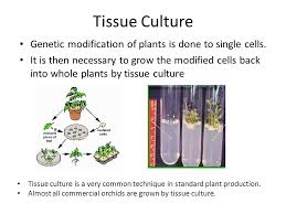 Genetic engineering definition, the development and application of scientific methods, procedures, and technologies that permit direct manipulation of genetic material in order to alter the hereditary traits of a cell, organism, or population. What Are Gmos Some Technical Background On The Genetic Modification Of Plants Stuart Brown Associate Professor Nyu School Of Medicine Ppt Download