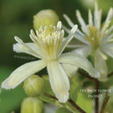 Clematis Dr Bach S Description Those Who Are Dreamy Drowsy Not Fully Awake No Great Interest In Life Quiet People Not Really Florais De Bach Flores