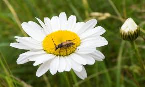 How often should you put grub killer on your lawn? How To Get Rid Of Grubs In Your Lawn Smart Tips