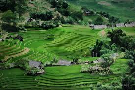 Barley farming in east, south. Rolling Rice Fields In Sapa Vietnam Greg Goodman Photographic Storytelling