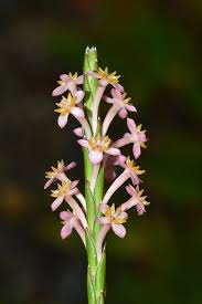 Image result for Struthiola