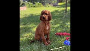 Image result for irský setr