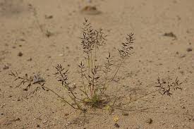 Image result for Eragrostis castellaneana