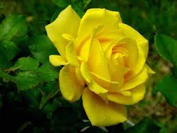Rosa gialla - Rose - Caratteristiche della rosa gialla