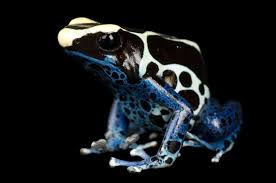 Poison Dart Frogs National Geographic Poison Frog Dart Frog Blue Poison Dart Frog