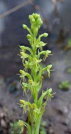 Image result for Habenaria arenaria