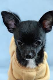 Feb 13, 2021 · here at teacups, puppies and boutique, we offer a wide variety of teacup chihuahuas and toy chihuahua puppies for sale in the south florida area, including: Small Breed Of Dog Named After A Mexican State Cheap Online