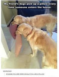 But first a bit of history. They Re Good Dogs Brent Daily Lol Pics