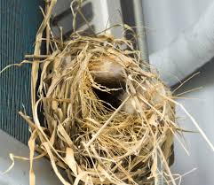 If they provide cooling only where they're needed, window air conditioners are less expensive to operate than central units, even though their. How Birds Can Affect Your Air Conditioning System Air Conditioner Repair In Dallas Tx K S Heating And Air Hvac Service Dallas Forth Worth Garland Texas Area