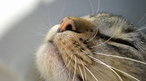 Signs that your cat may have had an unpleasant experience in the litter box including running quickly in and out of the litter box, or using an area near use your cat's preference to your advantage. 8 Signs Of Cat Illness The Purrington Post