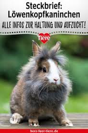 Want to discover art related to löwenkopfkaninchen? Die 10 Besten Ideen Zu Lowenkopf Kaninchen Kaninchen Kaninchen Aussengehege Kaninchen Spielzeug