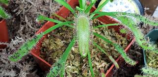 Image result for Mellera lobulata
