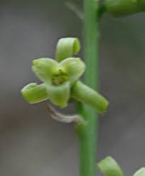 Image result for Dipcadi marlothii