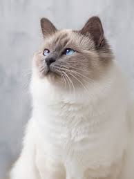 Entah ekor pendek atau panjang, rasanya setiap kucing memang punya karaktersitik. 12 Jenis Kucing Berbulu Panjang Penampilannya Menggemaskan Halaman All Kompas Com