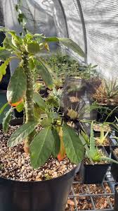 Image result for Dorstenia schliebenii