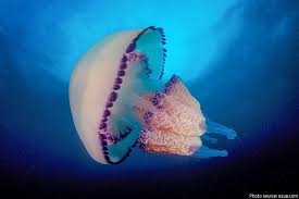 Interesting Facts About Jellyfish Jellyfish Facts Jellyfish Jellyfish Species