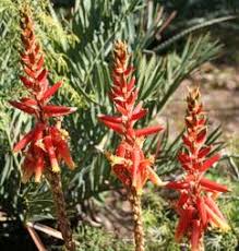 Image result for Aloe cryptopoda