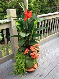 Cana Lilly Creeping Jenny Begonias With Full Sun Make A Lovely Pot Garden Containers Plants Container Gardening Flowers