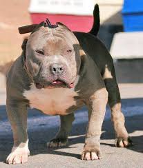 One Of My Old Favorite Razors Edge Bullies Bully Breeds Dogs Bully Dog Pitbull Puppies