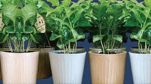 Maybe you would like to learn more about one of these? 15 Best Balcony Plants Apartment Balcony Plant Ideas