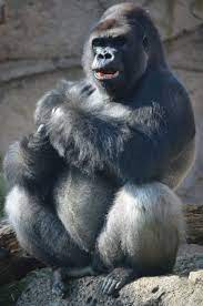 Cel mai bun joc din ultimele 2 luni. El Gorila De Costa Es El Primate Mas Grande De La Tierra De Las Tres Subespecies Existentes De Gorilas Occidental Oriental Y G Animals Dead Gorilla Gorilla