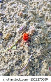 Image result for Trombicula autumnalis bites