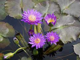 Pin On Tropical Waterlilies
