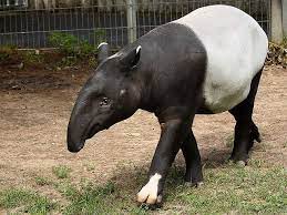 A tapir's most notable feature is its unique prehensile nose. Schabrackentapir Malayan Tapir Asian Tapir Tapirus Indicus Tapir Rare Animals Pet Birds