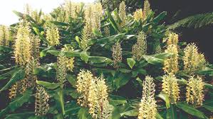 Check spelling or type a new query. Wild Ginger Waikato Regional Council