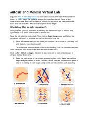 Mitosis lab answer key getting started these questions are designed to see how well you understand and can explain the key concepts how many mitotic cell divisions would it take for one zygote to grow into an organism with 100 trillion cells? Mitosis Virtual Lab Worksheet Answer Key Solved Virtual Lab Cell Reproduction Answer Worksheet 1 Chegg Com An Onion Root Tip Is A Rapidly Growing Part Of The Onion And