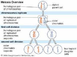 The alleles on these chromosomes may be different, resulting in genetic variation in offspring, and they both direct phenotypic effects in the organism. Chromosomes Form Homologous Pairs