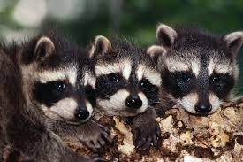 # foursquare © 2021 lovingly made in nyc, chi, sea & la. Home Pest Kings Wildlife And Pest Control