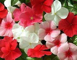 Bunga vinca atau bunga tapak dara. Kebun Joy Benih Bunga Vinca Rp 3 000 Isi 15 Biji Facebook