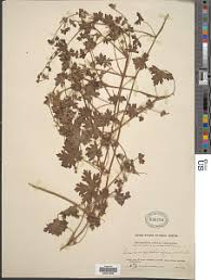 Image result for Geranium ocellatum