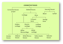 Biology Animal Tissues Askiitians