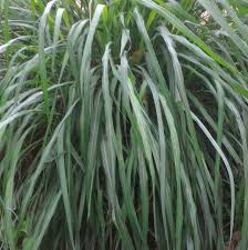 Manfaat mandi dengan air rebusan daun serai wangi bau air daun serai wangi adalah satu aromaterapi yang dapat buat kita rasa segar dan bertenaga kembali. Sereh Merah Wangi Organik Super Serai Merah Daun Sereh Lanang Kembang Sereh Obat Alami Anti Virus Shopee Indonesia