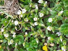 Image result for Cerastium octandrum