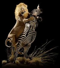 Animal Artistry The Global Taxidermy Specialists Animals Animal Photography Animals Wild