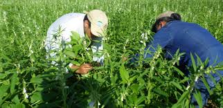 La dirección general de agricultura es la encargada de prestar la atención y el apoyo que demanda la agricultura de canarias. Un Impulso A La Agricultura Familiar La Historia De Virila Unops
