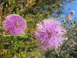 Purple flowering tree identification australia. Melaleuca Nesophila Wikipedia