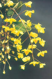 Normally orchid pots are different from normal pots. Dendrobium Orchid Care Orchids Care Info