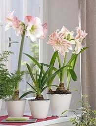 Brabourne Farm Beautiful Flowers Amaryllis Pretty Flowers